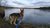 Dogs in McGrath